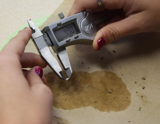 Close up of measuring tiny clams