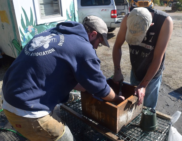 Close up of washing mud from clams