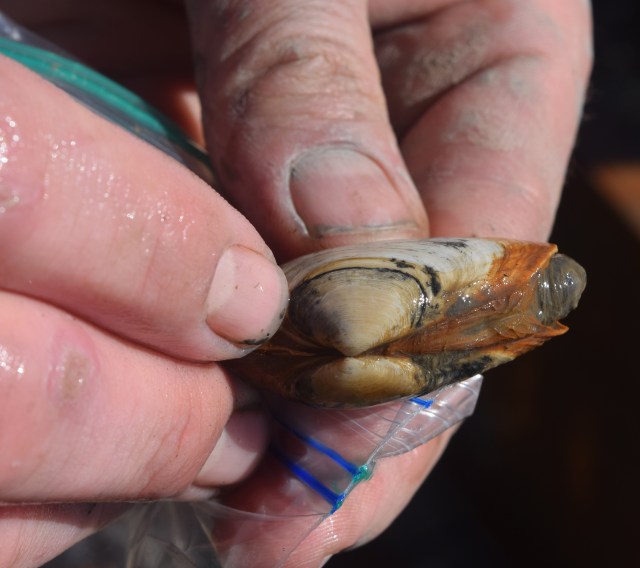 What a hatchery mark looks like